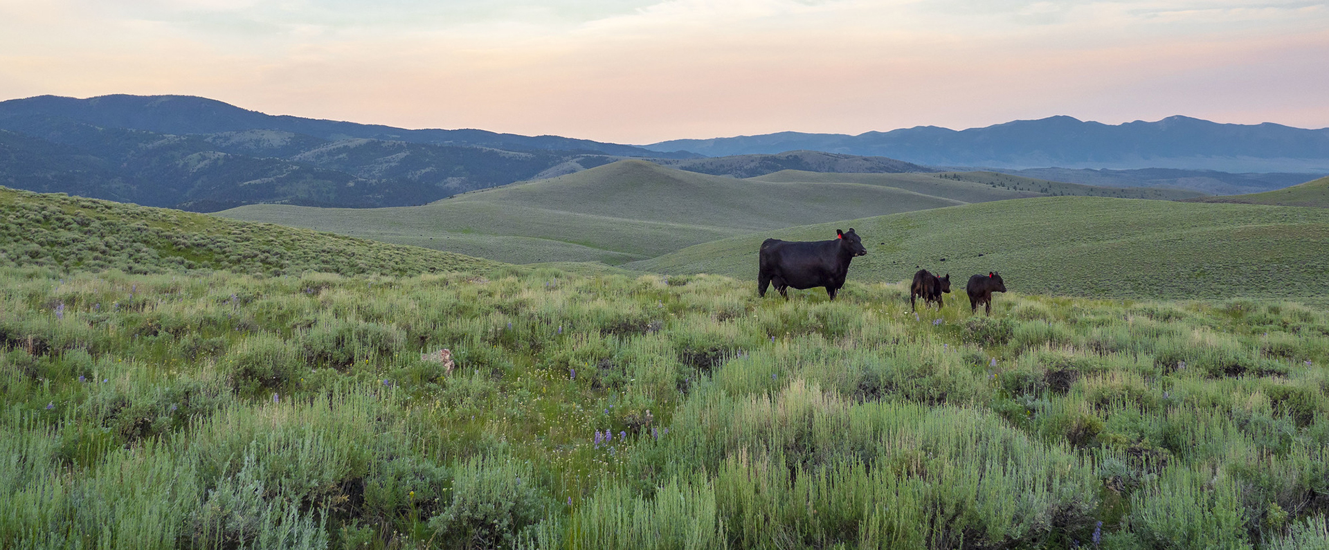 A cow and two calves in a field