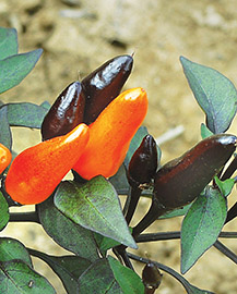 Black and orange Pepper Jack ornamental peppers.