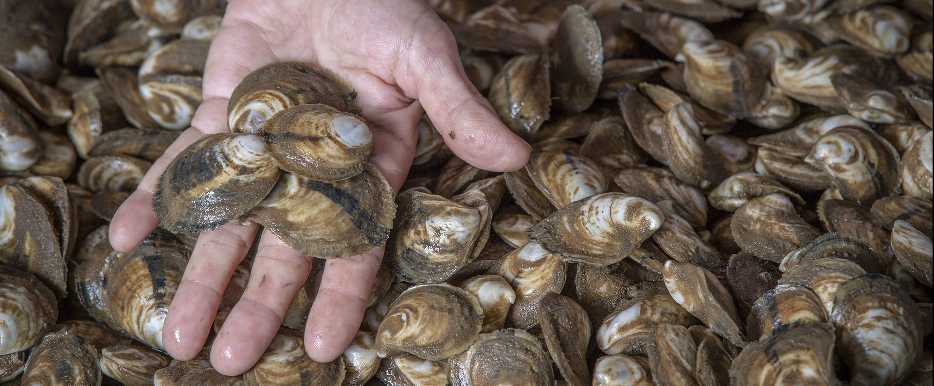 Freshly harvested oysters 