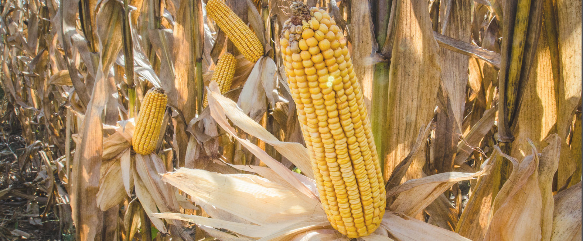 Corn image