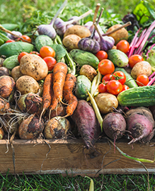 A variety of fresh vegetables in a wooden box – carrots, tomatoes, potatoes, cucumbers and onions 