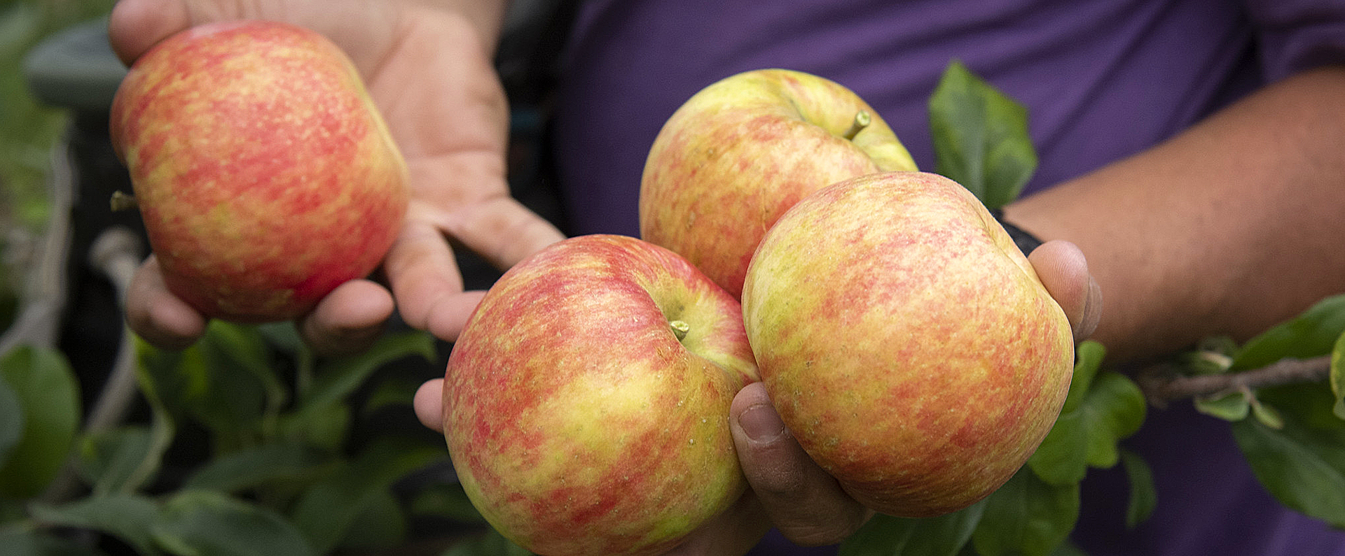 Hands holding four apples. 