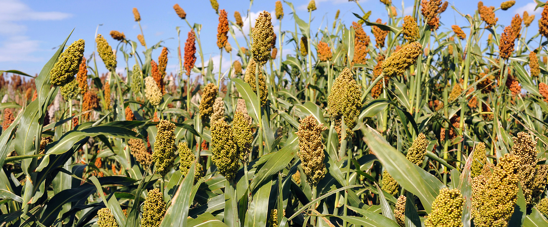 A field of sorghum