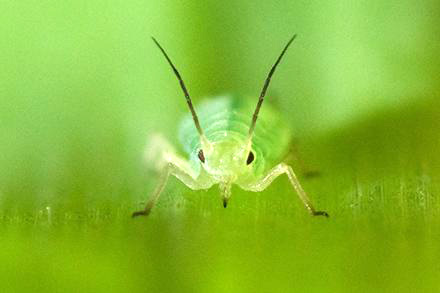 A green pea aphid.