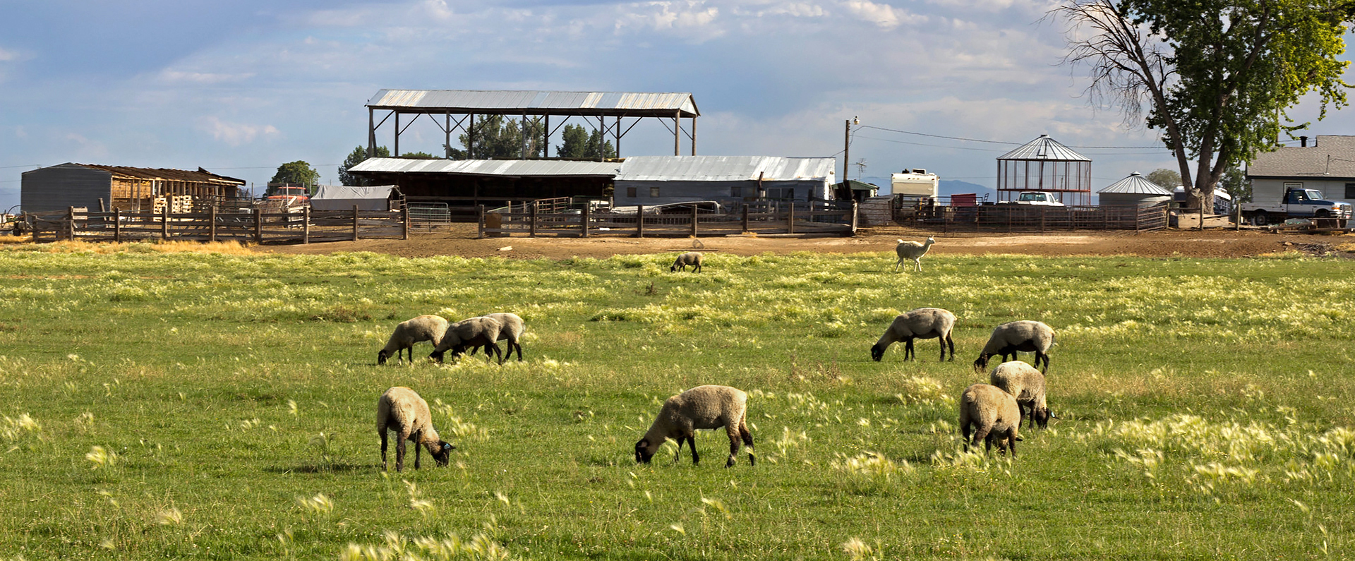 A llama grazes with a herd of sheep on a Fruitland farm.