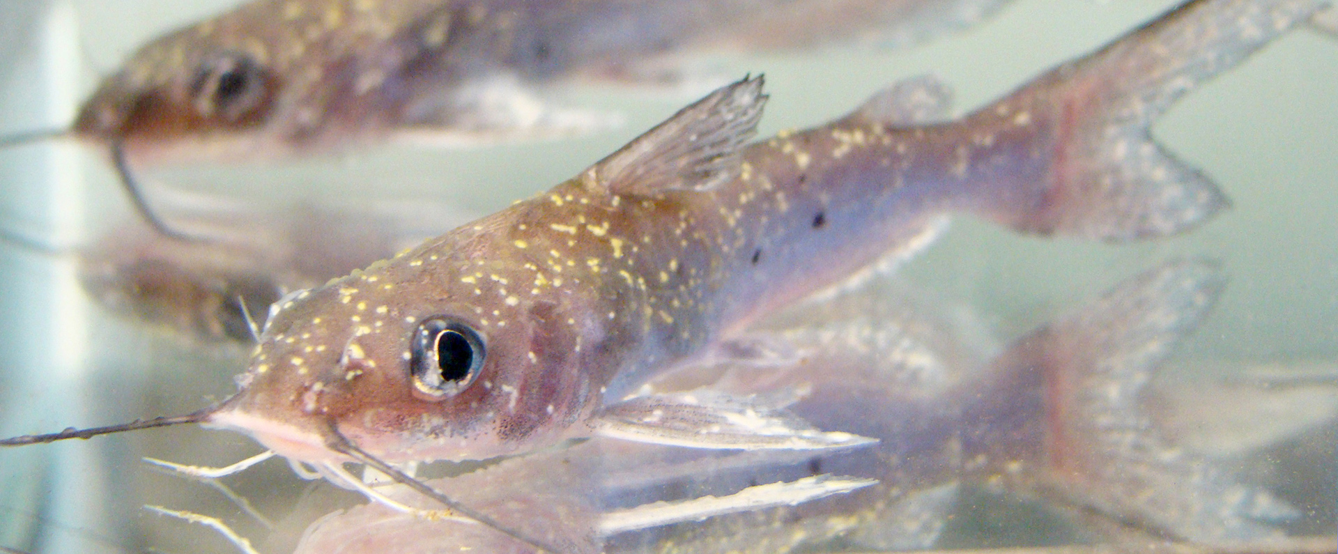 Two infected catfish swimming in a tank