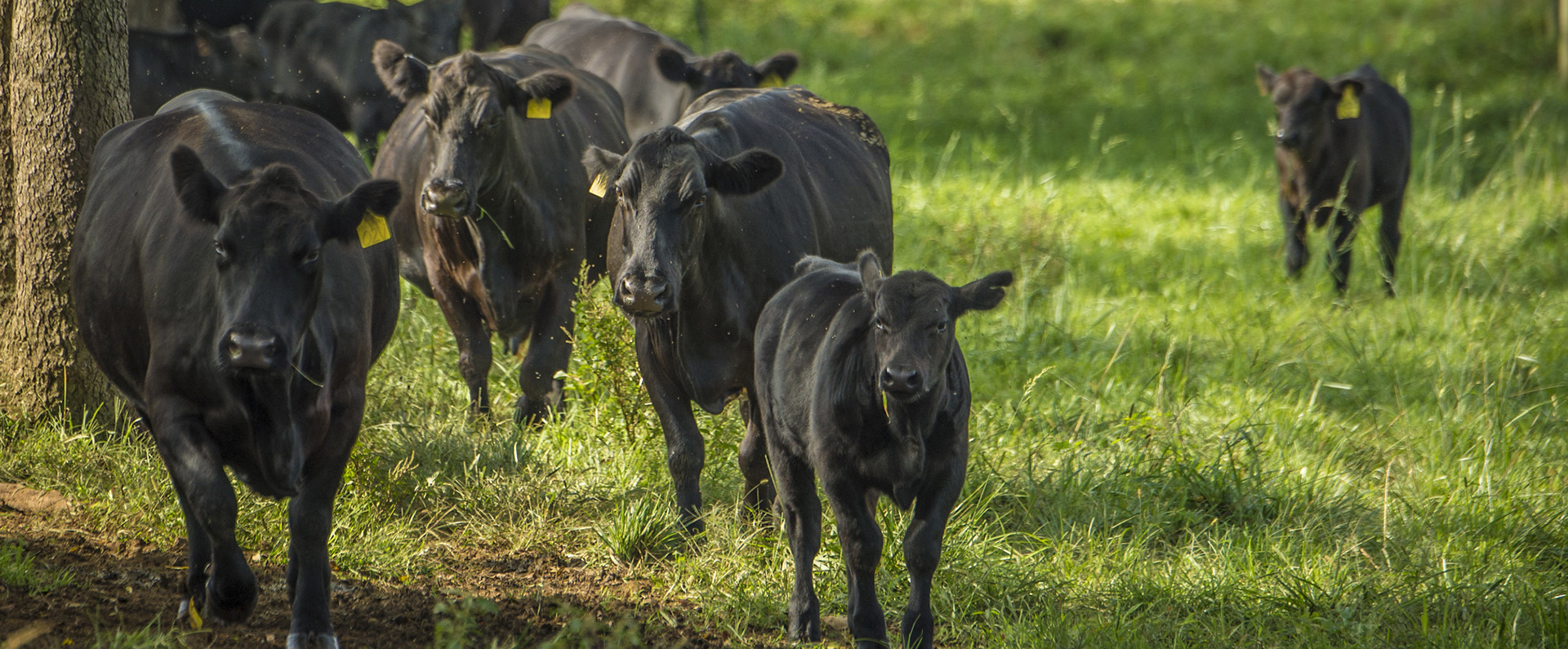 Beef cattle