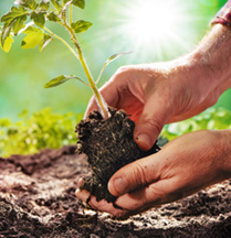 Two hands planting a seedling in the ground