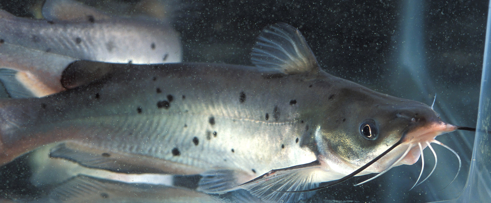 A catfish swimming in a tank