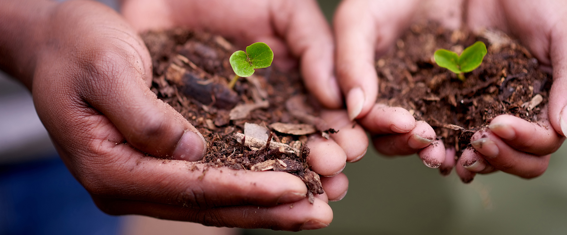 Male hands hold soil sprouting a seedling and female hands holding soil sprouting a seedling. 