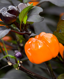 orange pumpkin shaped pepper