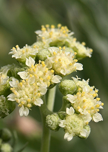 Guayule image