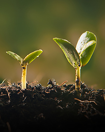 A seedling growing in dirt. 