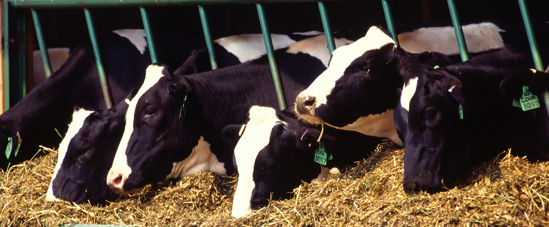 Cows feeding at a trough