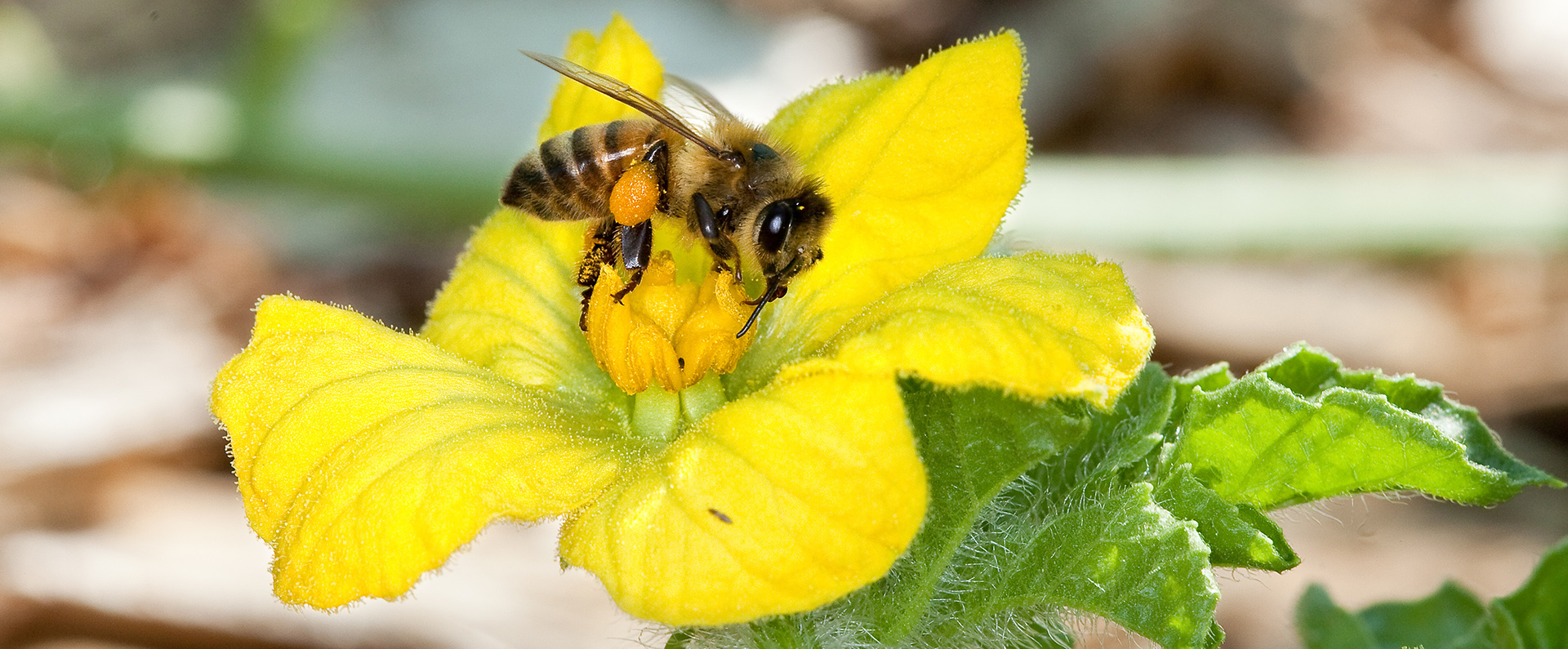 A bee on a flower 