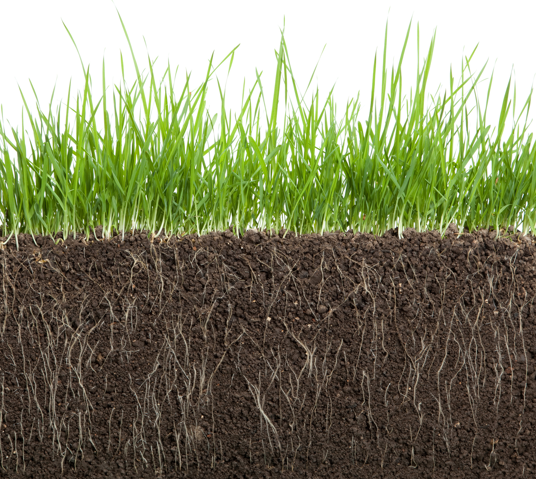 Grass growing in soil with roots showing in the dirt