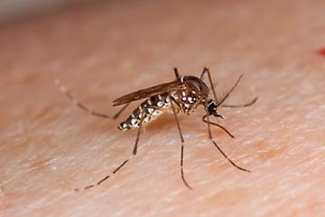  Aedes aegypti mosquito