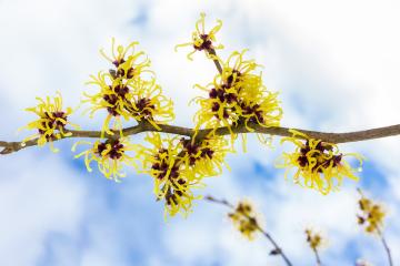 Yellow witch hazel