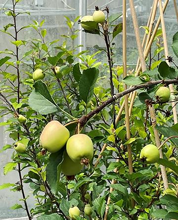 Apples in a growth chamber.