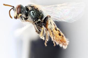 A Mojave poppy bee. 