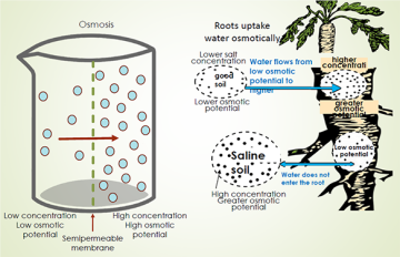 A diagram showing osmosis uproot water