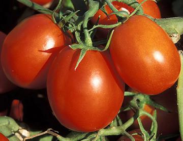 Roma tomatoes