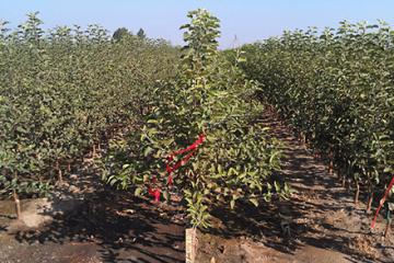 Apple orchard