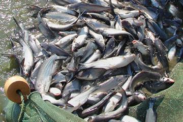 A net full of catfish