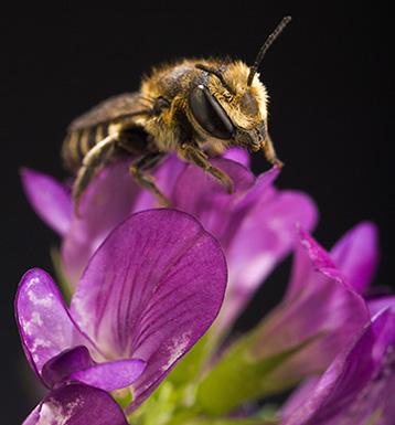 An alfalfa leafcutter