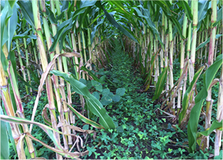 Corn growing in kura clover. 