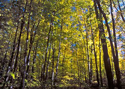 A forest of trees with yellow foliage