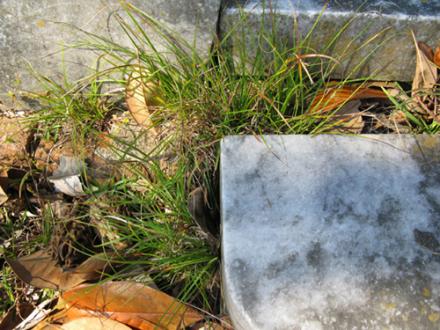 A weed growing next to a tombstone