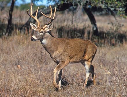 A male deer