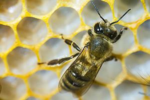 A honey bee on a comb.