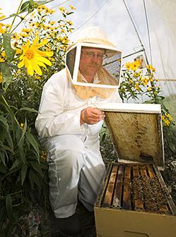 Entomologist Steve Hanlin working with a hive of bees.