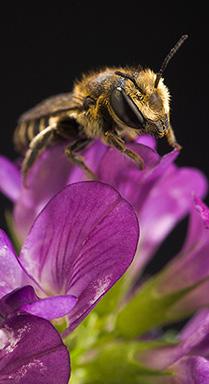 An alfalfa leaf cutting bee on a purple flower.