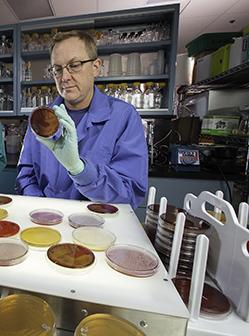 Microbiologist Tim Welch examines cultures for the bacterium that causes weissellosis in fish.