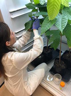 Plant pathologist Alina Puig examines the leaves of a cacao plant.