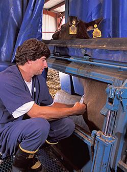 Veterinarian Ray Waters collects a blood sample from an elk.