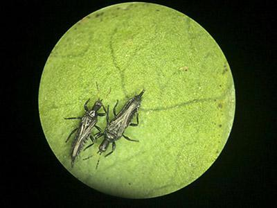 Brazilian peppertree thrips