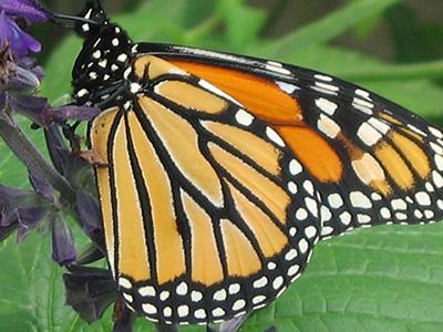 A monarch butterfly