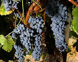 Purple grapes growing on a vine