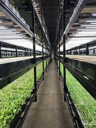 Interior view of a vertical farm. 