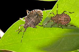 brown marmorated stink bug