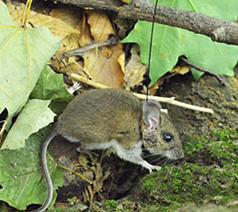 A mouse wearing a GPS collar