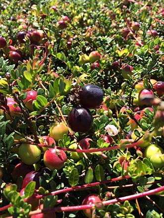 Cranberries growing