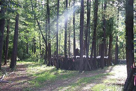 Agroforestry image