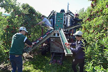 Scientists using an apple sorting machine