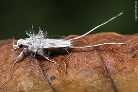 Ostrich moth