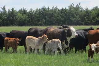 Cattle in a field